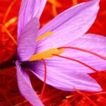 tai-sao-nhuy-hoa-nghe-tay-saffron-lai-co-gia-len-den-hon-10-000usd-kg-2-min