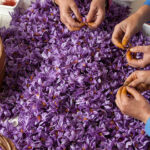 tai-sao-nhuy-hoa-nghe-tay-saffron-lai-co-gia-len-den-hon-10-000usd-kg-4-min