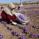 tai-sao-nhuy-hoa-nghe-tay-saffron-lai-co-gia-len-den-hon-10-000usd-kg-5-min