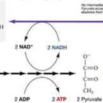 acid-lactic-la-gi-qua-trinh-len-men-lactic-trong-thuc-pham