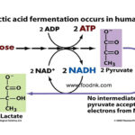 tim-hieu-ve-qua-trinh-len-men-lactic-trong-thuc-pham-02