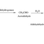 tim-hieu-ve-vi-khuan-acetic-va-qua-trinh-len-men-acetic-trong-thuc-pham-06