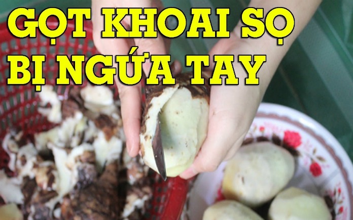 Khoai môn được dùng nhiều trong ẩm thực. Thế nhưng nếu lưu ý kỹ, bạn sẽ thấy khoai môn gây ngứa tay khi gọt vỏ. Vậy nguyên nhân này do đâu...