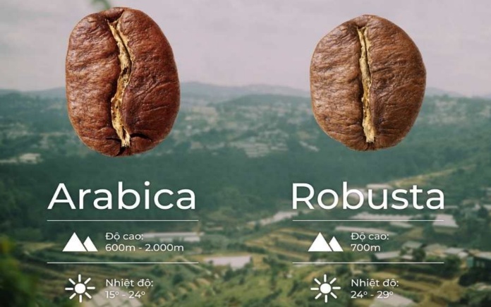 Arabica và Robusta là 2 loại cà phê được ưa chuộng nhất thế giới. Thế nhưng nhiều người  đã không thể phân biệt Arabica và Robusta như thế nào