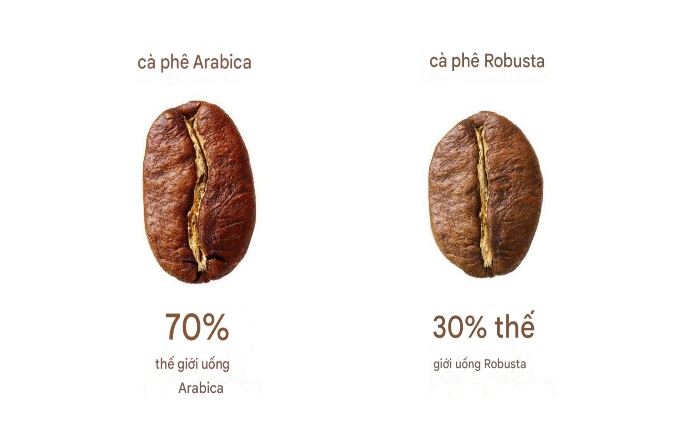 Arabica và Robusta là 2 loại cà phê được ưa chuộng nhất thế giới. Thế nhưng nhiều người  đã không thể phân biệt Arabica và Robusta như thế nào